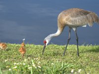 A1G6149  Sandhill Crane (Antigone canadensis) - pair with 4-day-old colts